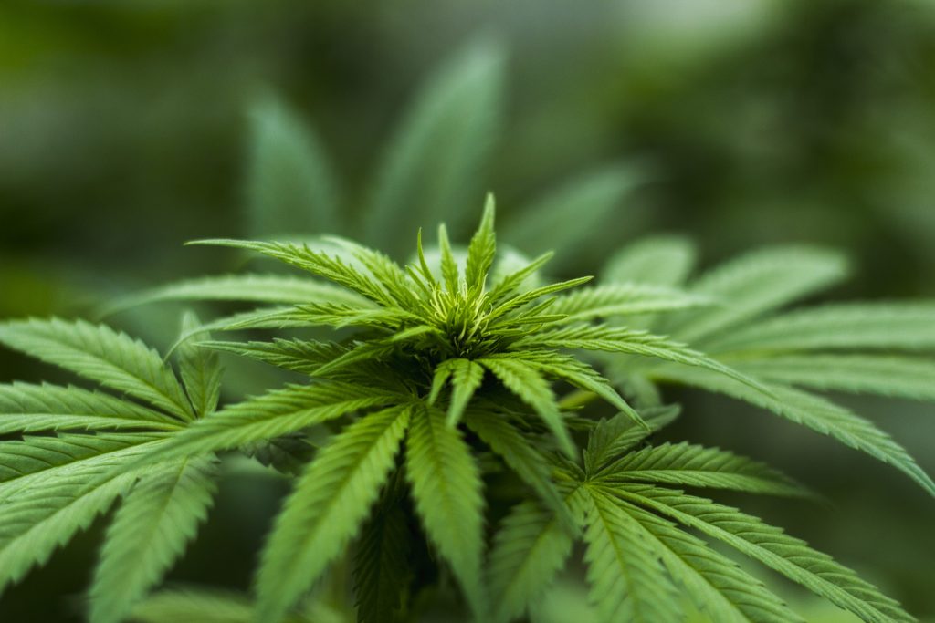 Cannabis Decriminalised